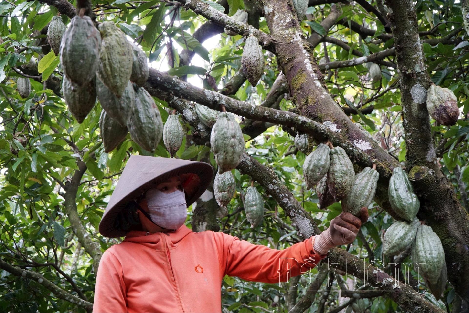 Đắk Nông hiện có khoảng 400ha ca cao được trồng chủ yếu tại huyện Krông Nô, Đắk Mil, Đắk Song. Ca cao được sản xuất hữu cơ và đáp ứng quy định không gây mất rừng