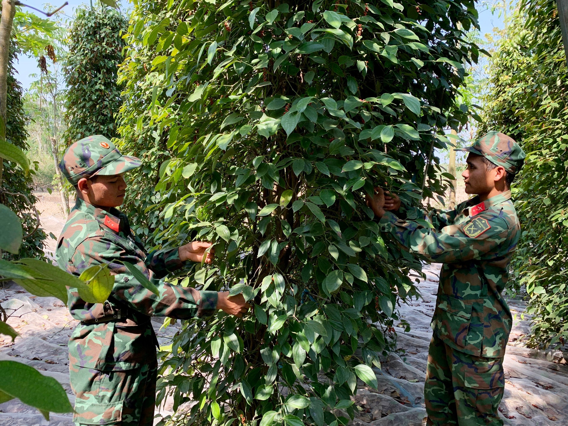 Giá tiêu hôm nay 8/1/2025: Tăng mạnh, giá tiêu Đắk Nông tiếp tục trên 150,000 đồng