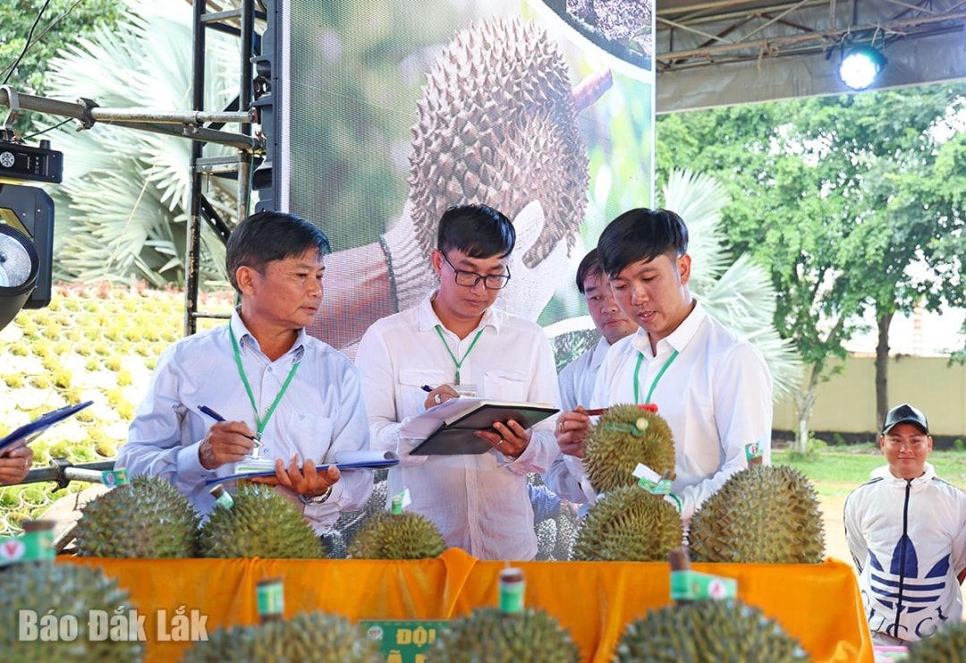 Đắk Lắk: Lan tỏa giá trị từ sầu riêng