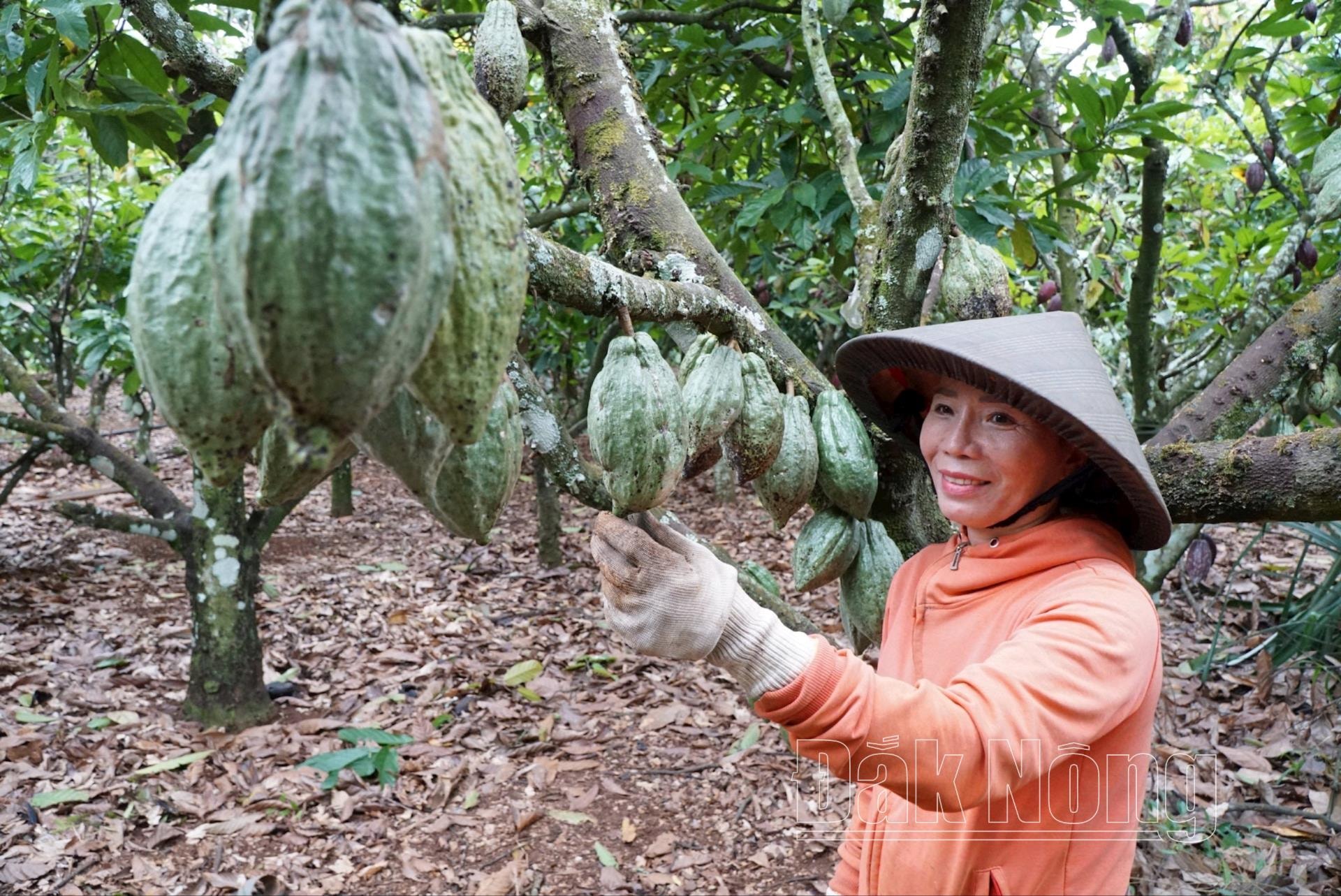 Đắk Nông có 111.390 hộ sản xuất nông nghiệp được sổ hóa thông tin