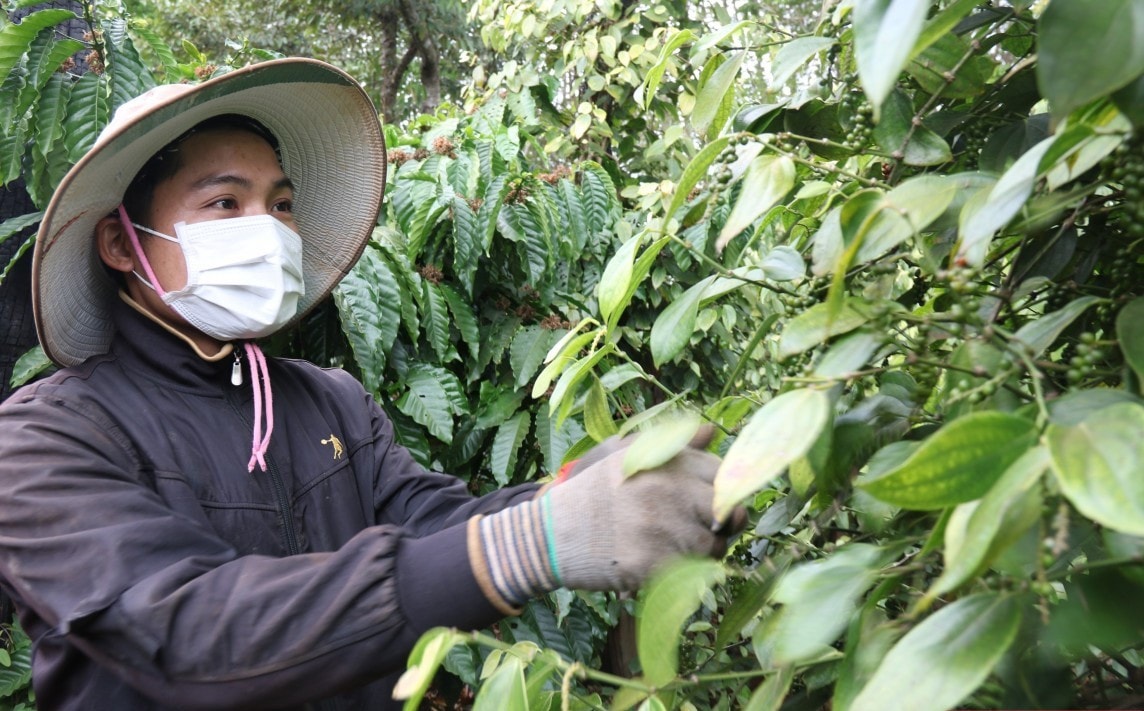 Giá tiêu hôm nay 16/1/2025: Kỳ vọng hồ tiêu được mùa, được giá