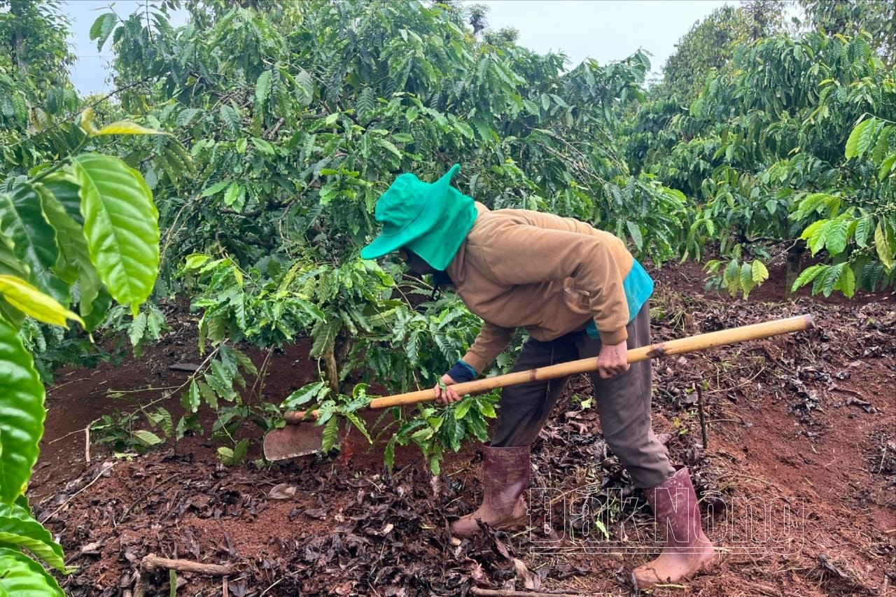 Bà Nguyễn Thị Hương ở xã Đắk D'rô, huyện Krông Nô (Đắk Nông) đồng từ với mô hình bảo hiểm lượng mưa