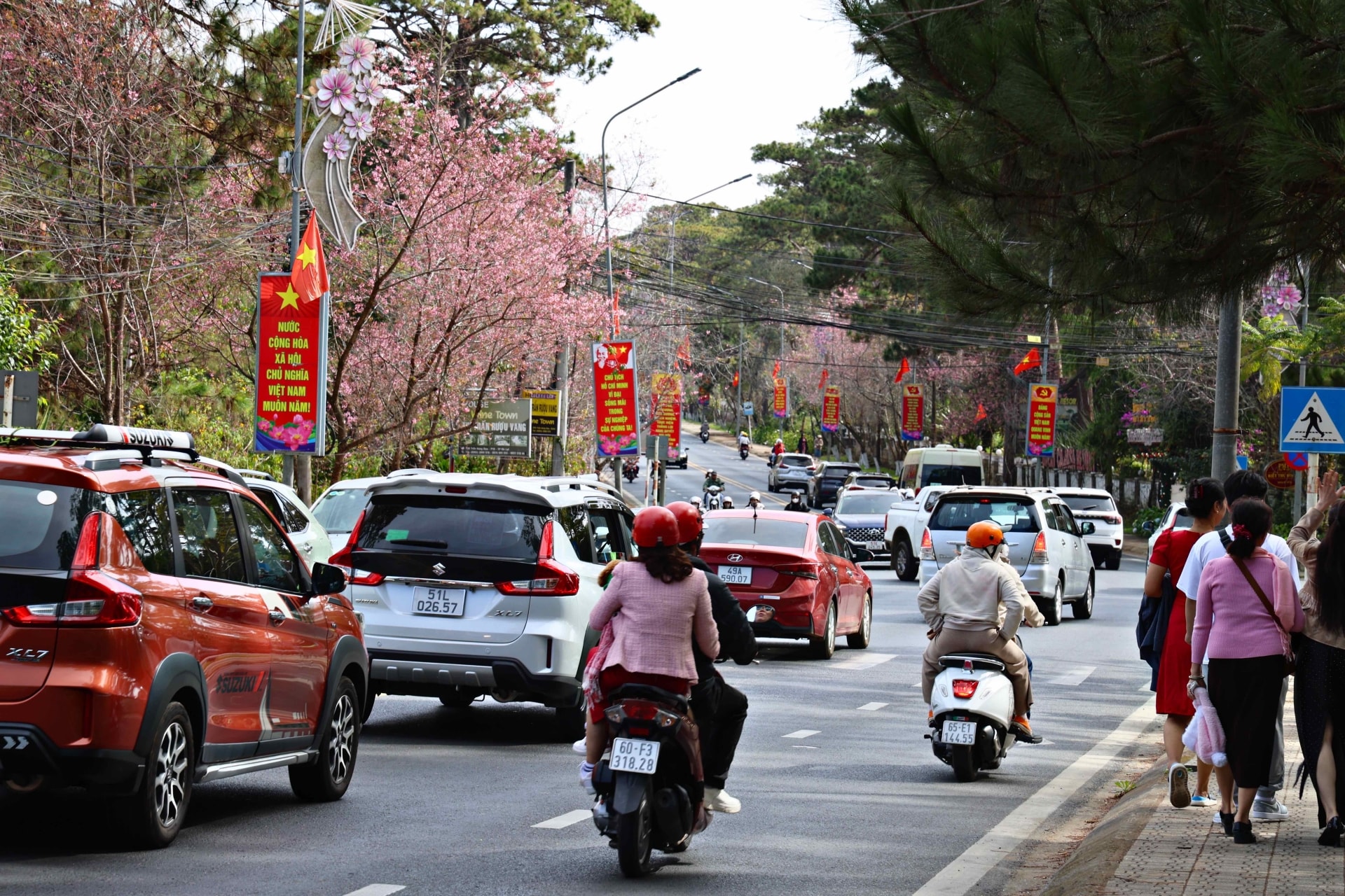 Năm nay mai anh đào nở đúng dịp Tết Nguyên đán nên thu hút du khách lên du xuân đông hơn. Trong ảnh, đường Trần Hưng Đạo hoa mai anh đào nở dọc hai bên đường