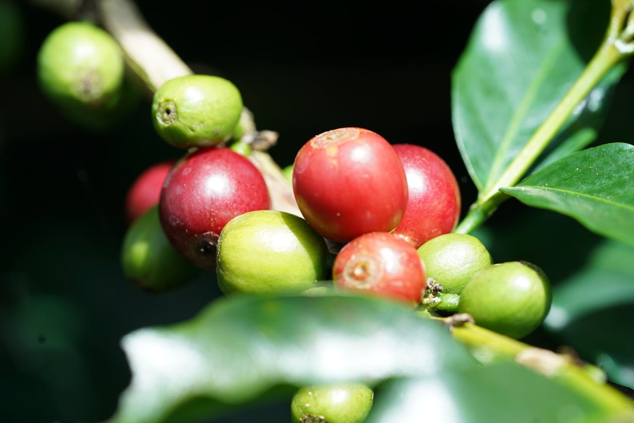 Giá cà phê trong nước có thể lên 130,000 đồng/kg trong những ngày tới