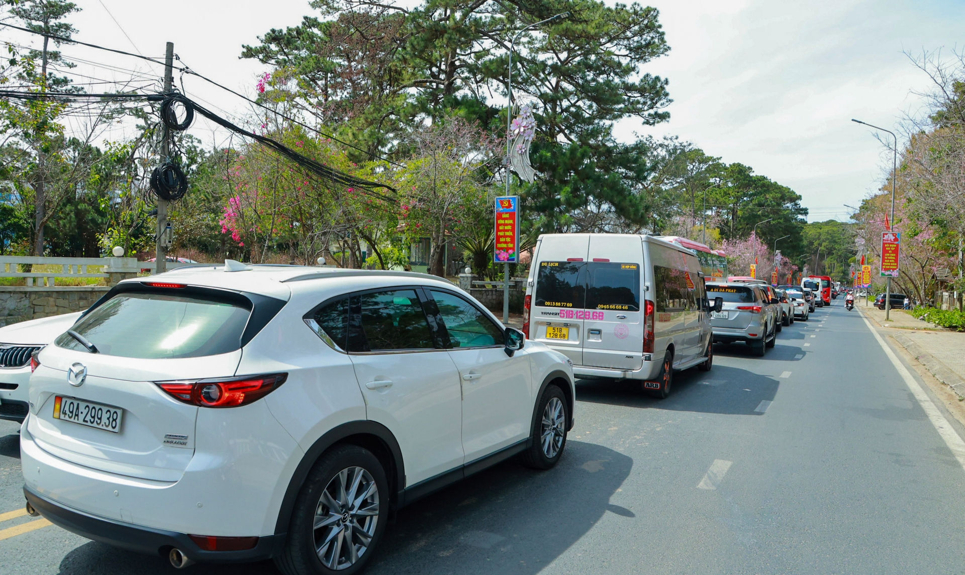 Đà Lạt ngày mùng 4 tết hoa mai anh đào nở rực rỡ, lượng xe cộ Kha đông trên tuyến đường vào trung tâm thành phố