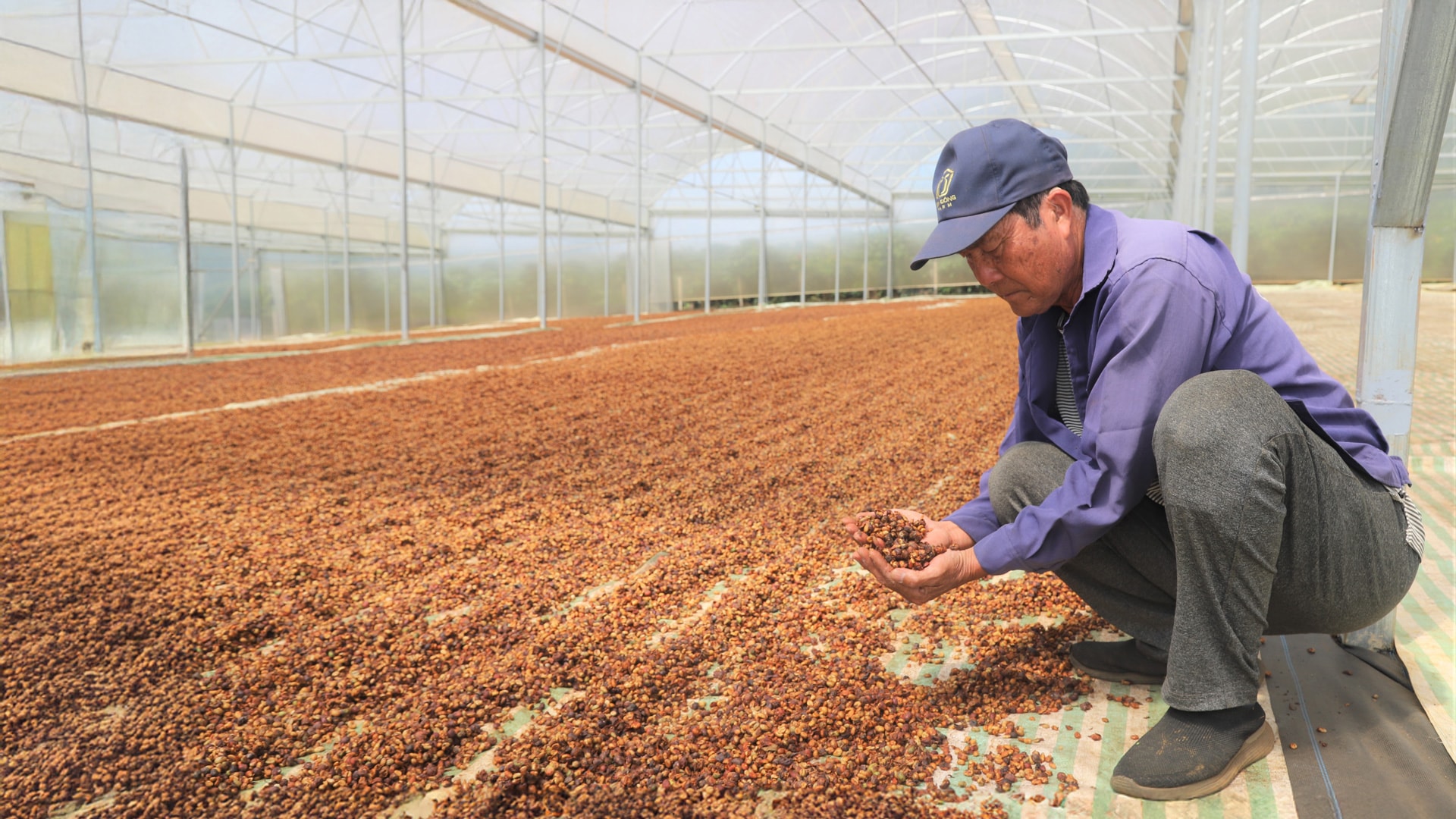 Người trồng cà phê phấn khởi với những vụ mùa bội thu
