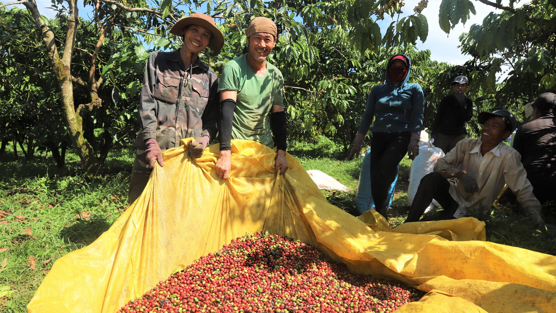 Người trồng cà phê phấn khởi với những vụ mùa bội thu