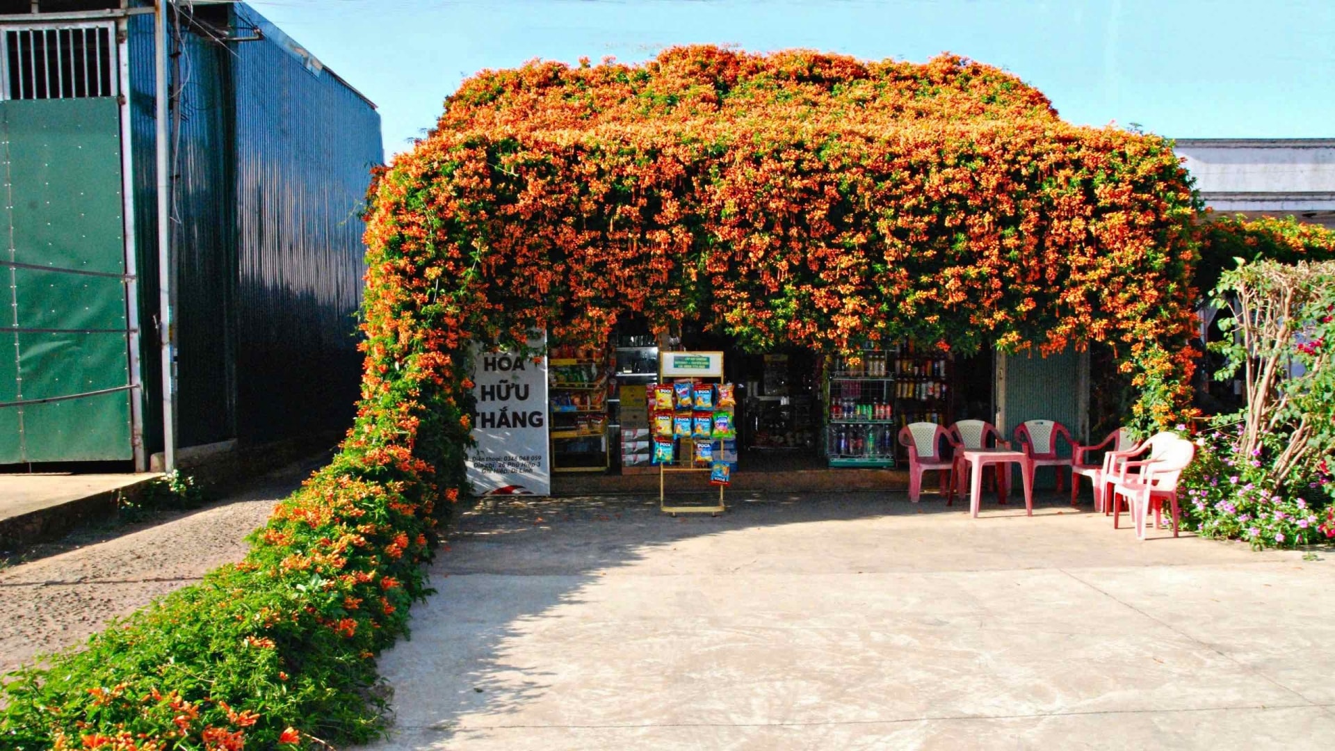 Chủ nhân căn nhà trồng dàn chùm ớt từ năm 2009