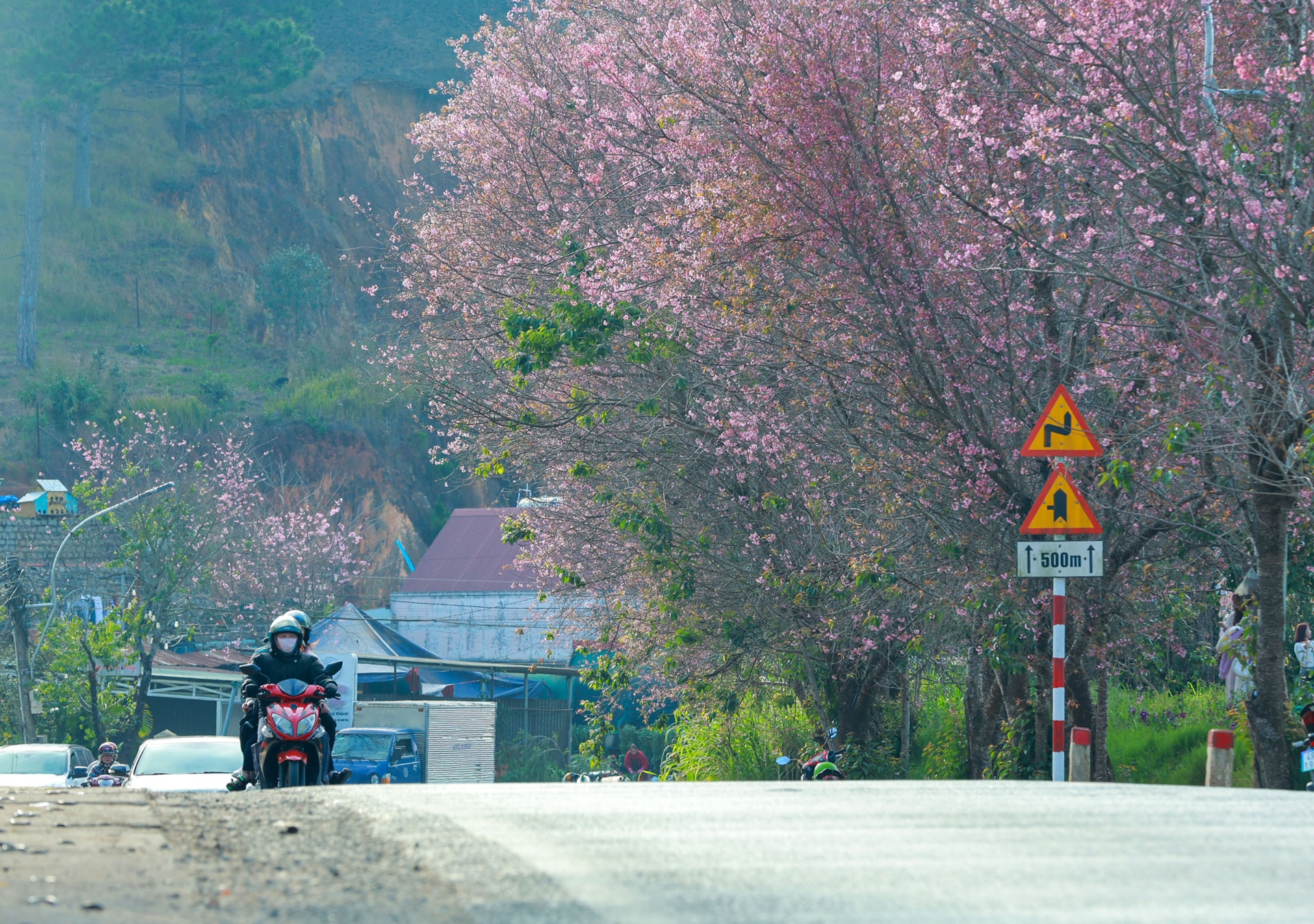 Hoa và vẻ đẹp thiên nhiên với sương mù và không khí trong lành, se lạnh đặc trưng của Đà Lạt những ngày đầu xuân