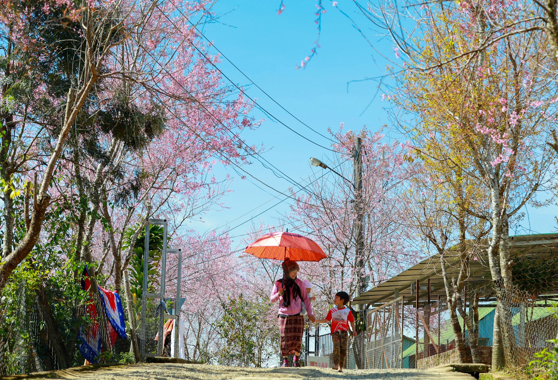 Mai anh đào ở thôn Klong Klanh