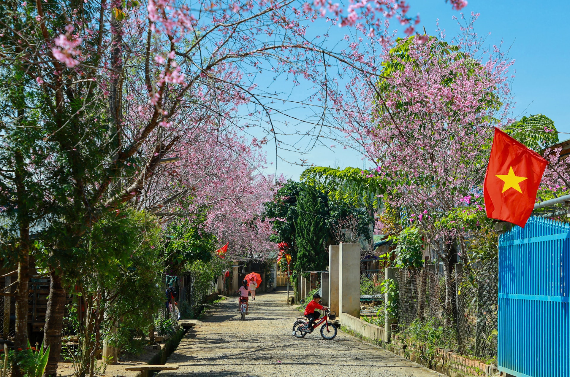 Mai anh đào nở rực rỡ giữa những ngày xuân ấm áp