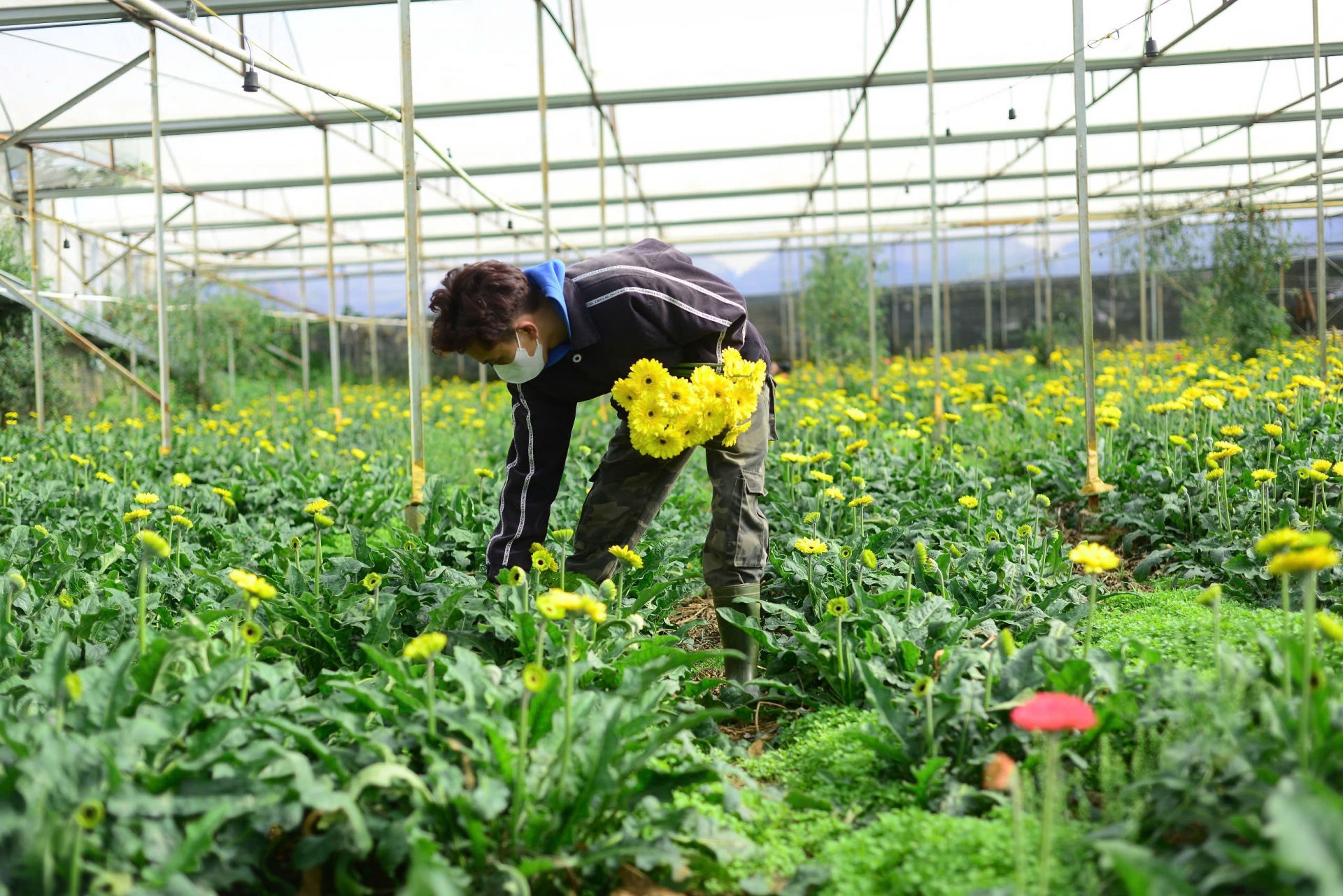 Anh Nguyễn Văn Biên, làng hoa Vạn Thành (Phường 5, TP Đà Lạt) cho biết giá hoa đồng tiền đã tăng 5-6 lần so với ngày thường