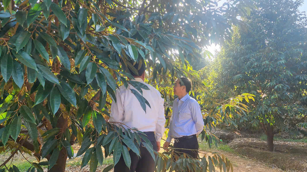 Đồng chí Nguyễn Thái Học - Quyền Bí thư Tỉnh uỷ thăm mô hình sản xuất sầu riêng trên địa bàn huyện Đạ Huoai