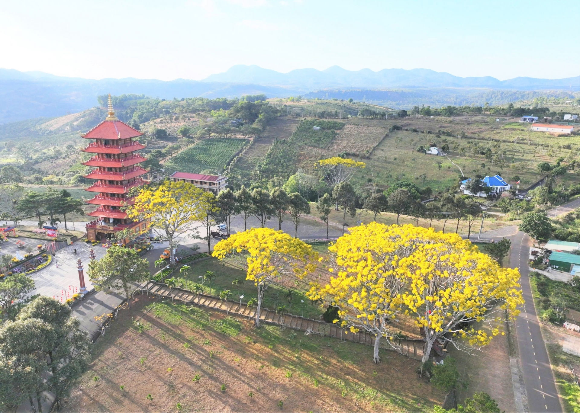 Phượng vàng khoe sắc vào dịp đầu xuân năm mới càng khiến Tu viện Bát Nhã trở nên thơ mộng và thanh tịnh nơi cửa Phật