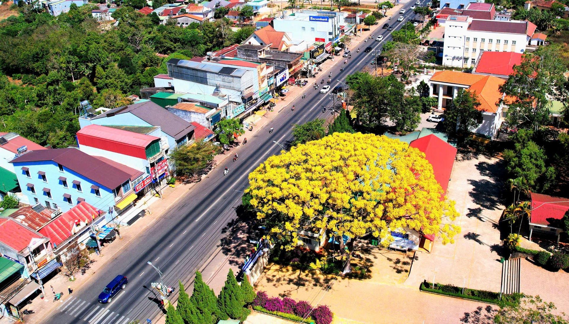 Phượng vàng nhuộm