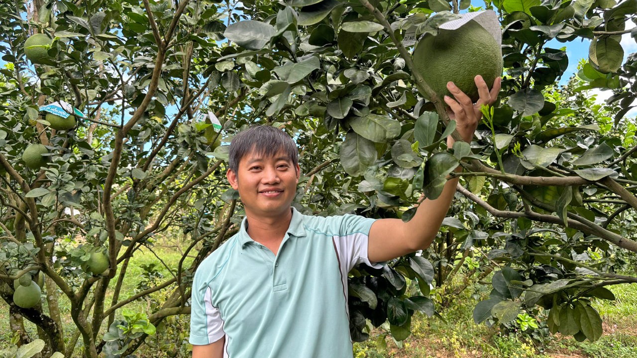 Anh Nguyễn Đình Quyết trong vườn bưởi OCOP 3 sao