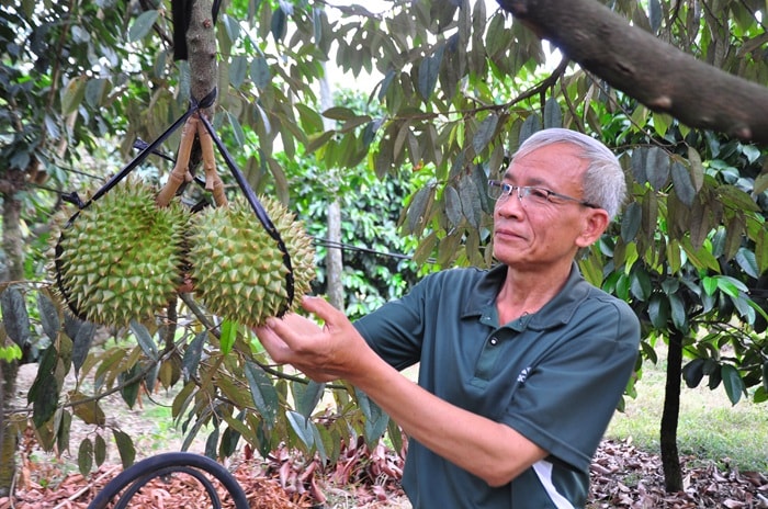 Lâm Đồng: Siết chặt quản lý chất lượng sầu riêng -0