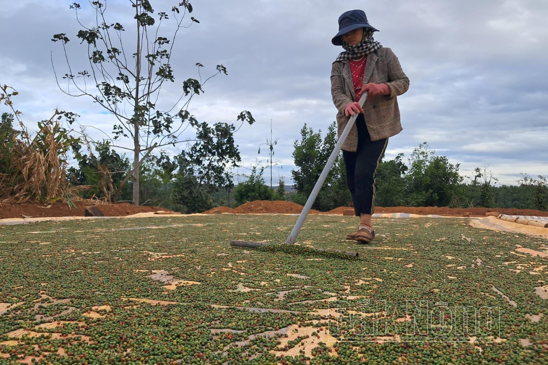 Bên cạnh đó, năm nay, một số vùng trồng tiêu của Đắk Nông bị ảnh hưởng bởi thời tiết khắc nghiệt, khiến năng suất giảm so với 2024