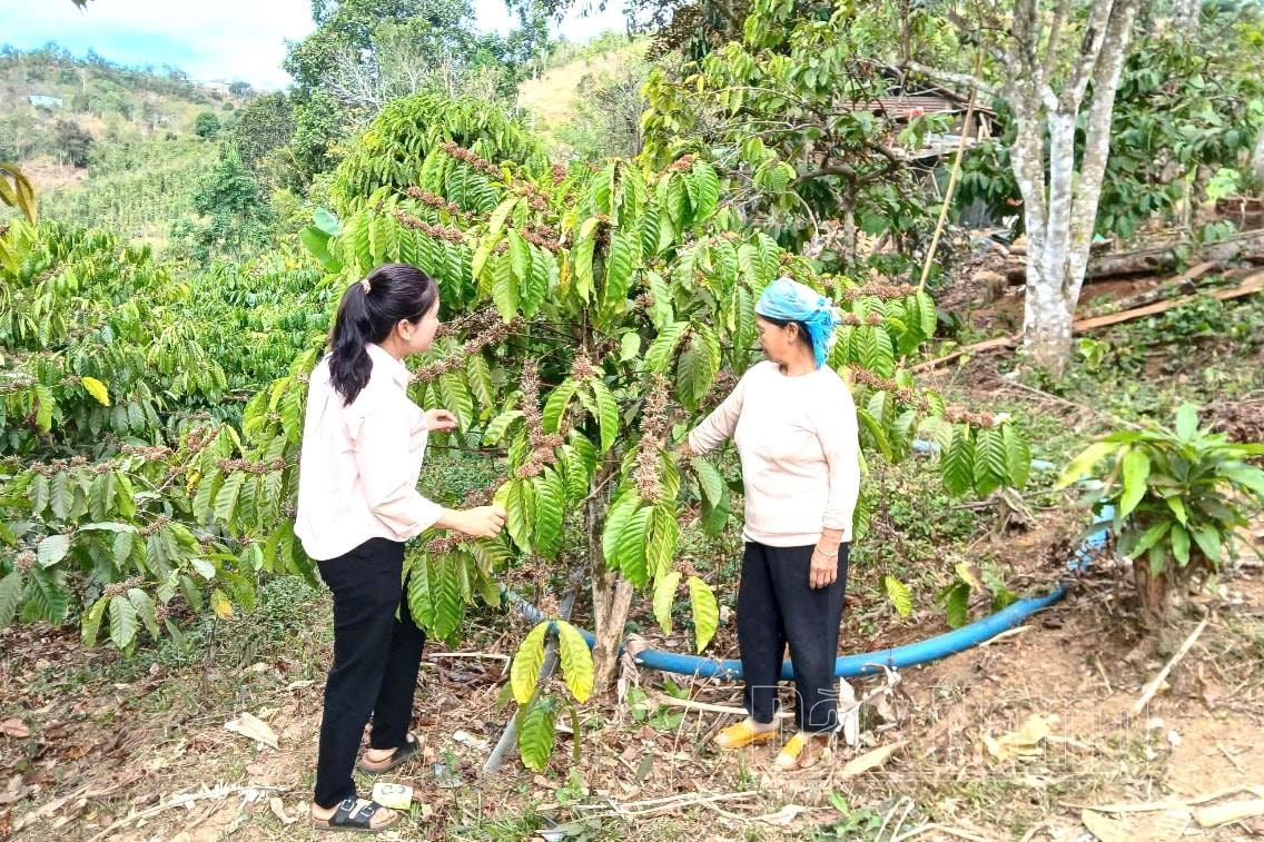 Chị Nguyên (bên trái) chia sẻ kinh nghiệm chăm sóc cây cà phê trong giai đoạn ra hoa cho hộ đồng bào dân tộc Tày trong bon