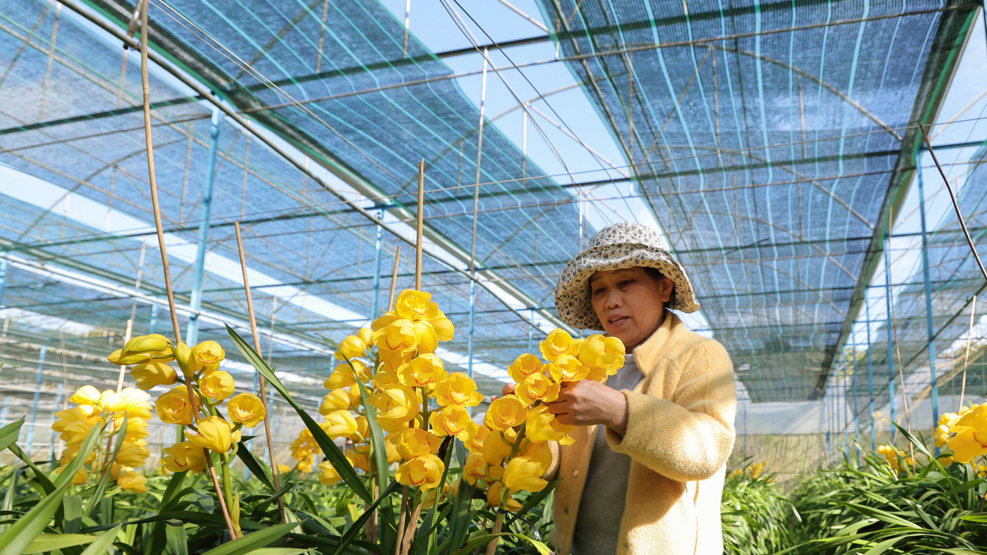 Chị Phạm Thị Lệ chăm sóc, uốn cành lan vào chậu cho khách