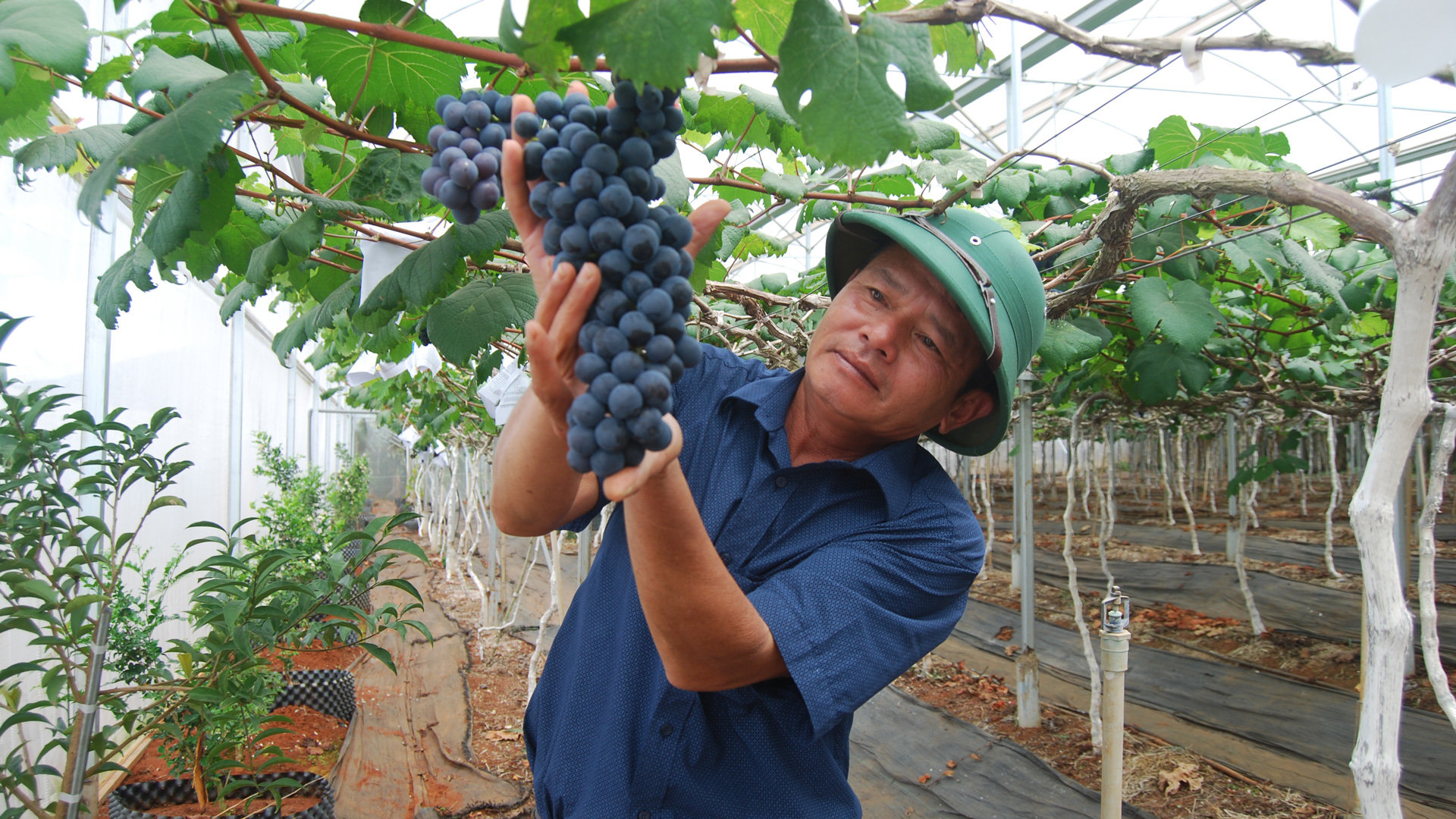 Anh Nguyễn Hữu Thành trong khu vườn nho đen cuối vụ thu hoạch