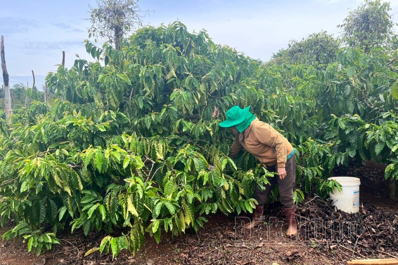 Theo bà Lê Thị Mận ở xã Đắk D’rô, huyện Krông Nô (Đắk Nông), bón phân là khâu đơn giản nhưng cũng thường xuyên xảy ra tai nạn lao động