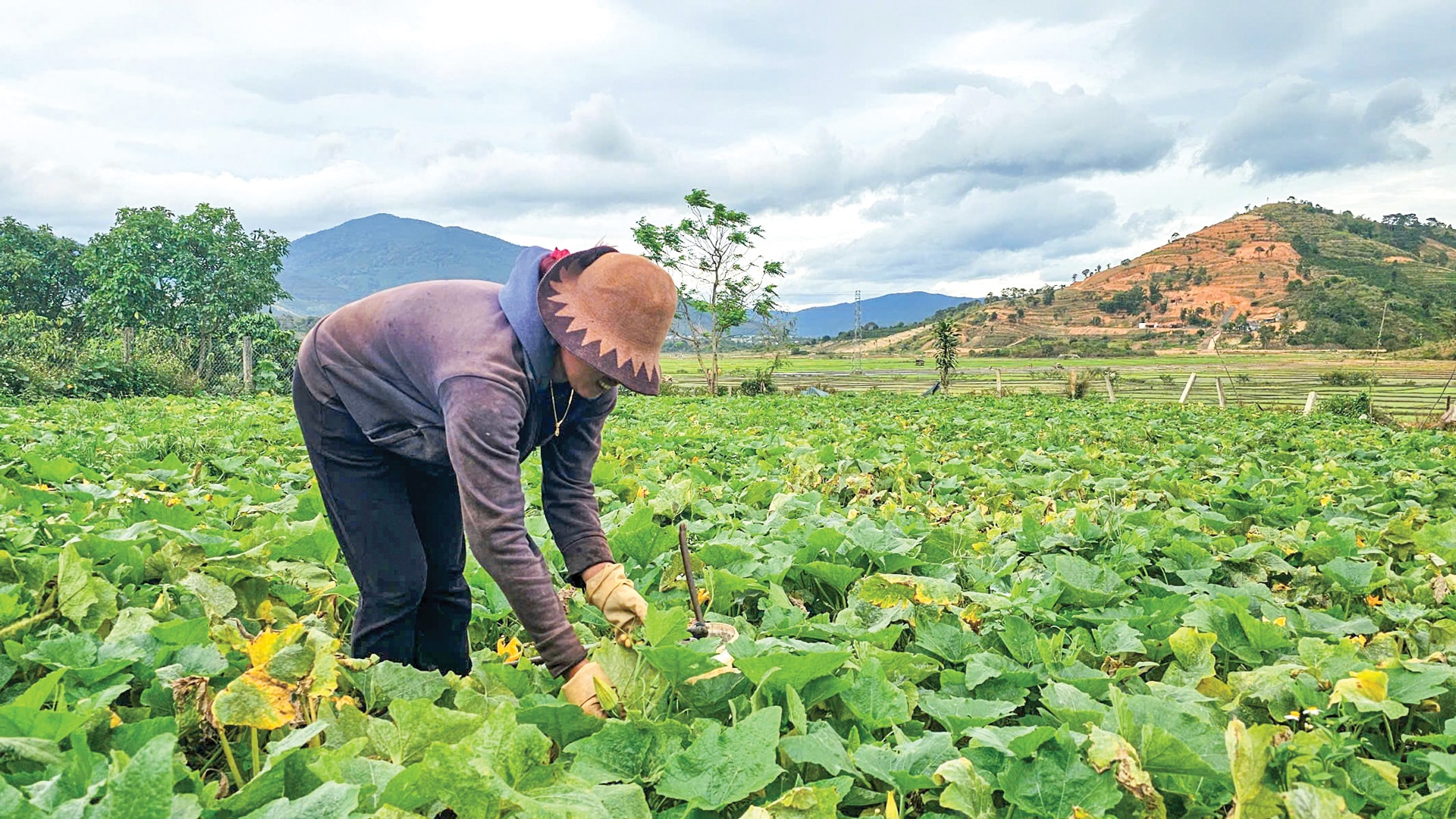 Mô hình trồng bí Nụ đã giúp gia đình chị Ka Truynh nâng cao nguồn thu nhập