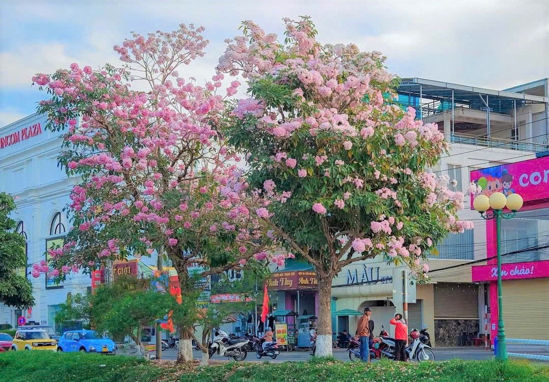 Hoa hồng phấn khoe sắc tại hồ Đồng Nai hạ (còn gọi là hồ Bảo Lộc).