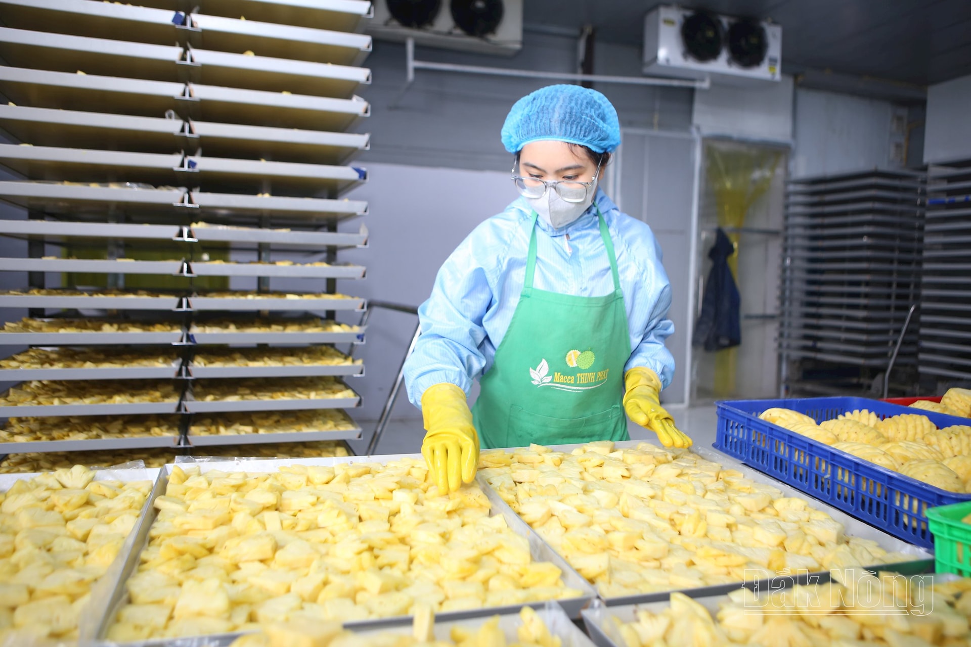 Sản xuất thơm sấy thăng hoa tại Công ty TNHH Thương mại Xuất nhập khẩu macca sachi Thịnh Phát (Gia Nghĩa)