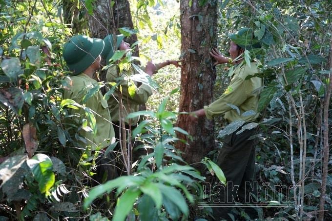 Rừng Nâm Nung đang lưu giữ nhiều loài gỗ quý (Ảnh: Hồng Thủy)