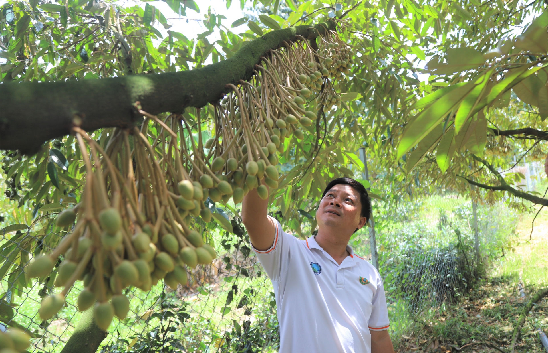 Vụ thu hoạch sầu trên địa bàn tỉnh Lâm Đồng sẽ bắt đầu vào cuối tháng 4 tới đây