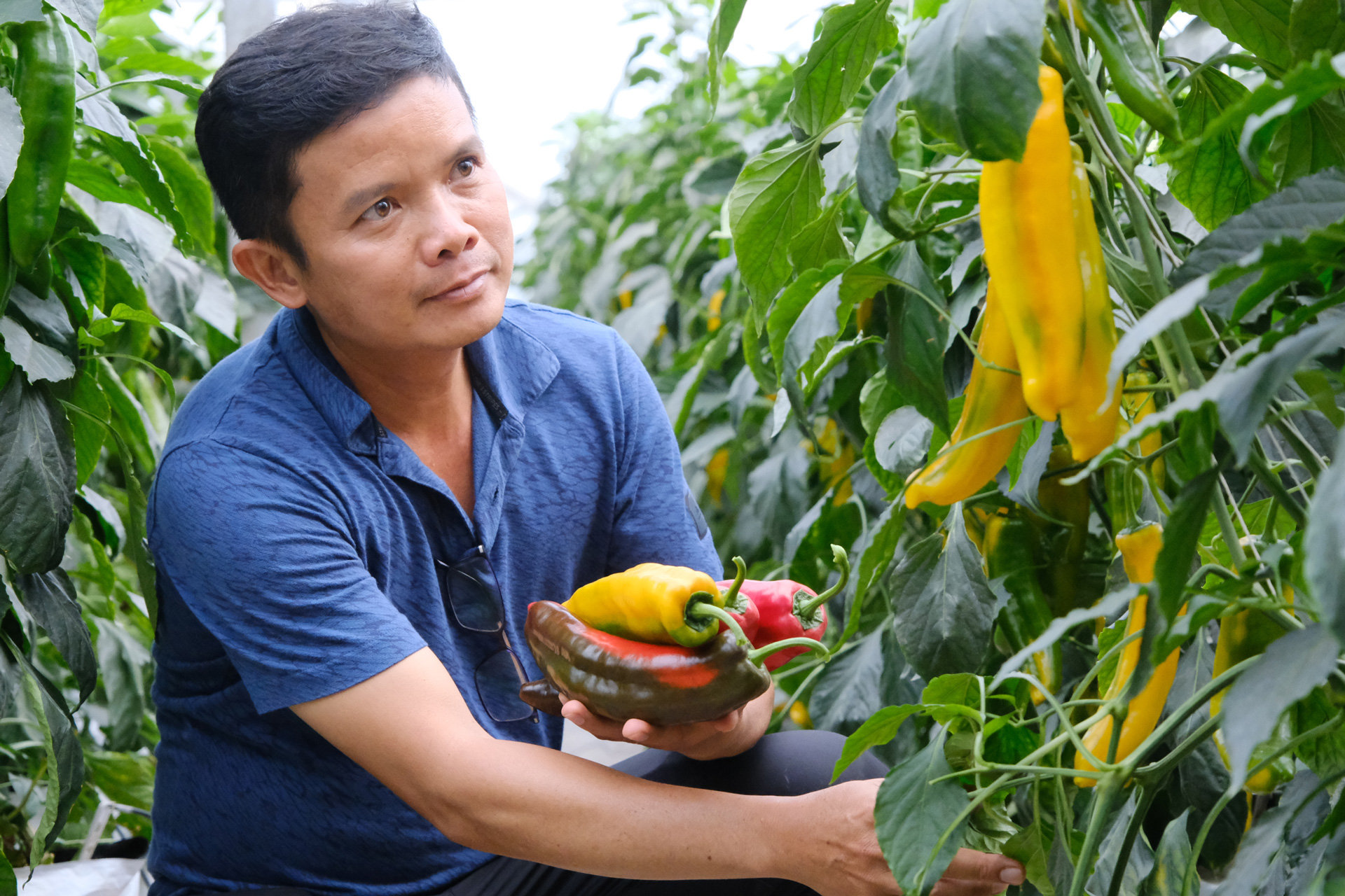 Diện tích sản xuất nông nghiệp ứng dụng công nghệ cao trên địa bàn huyện Lạc Dương không ngừng tăng lên qua từng năm