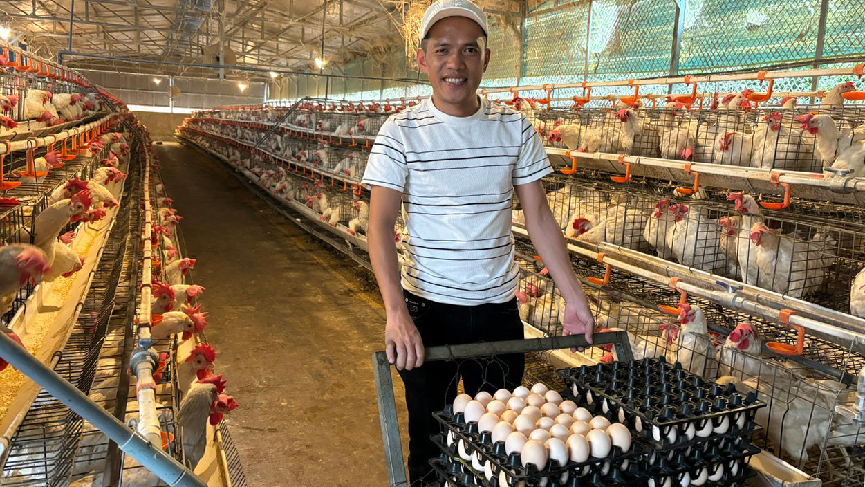 Ông Phạm Tín thu hoạch trứng gà