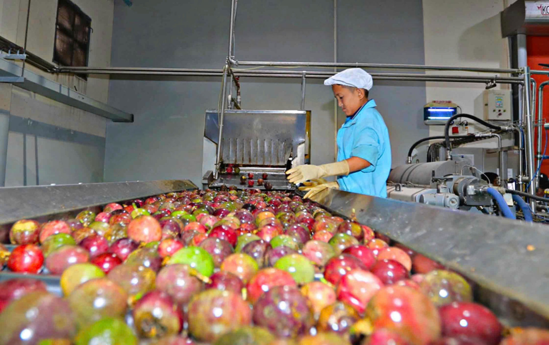 Sơ chế, chế biến chanh dây xuất khẩu tại Công ty TNHH Trường Hoàng, huyện Đức Trọng 