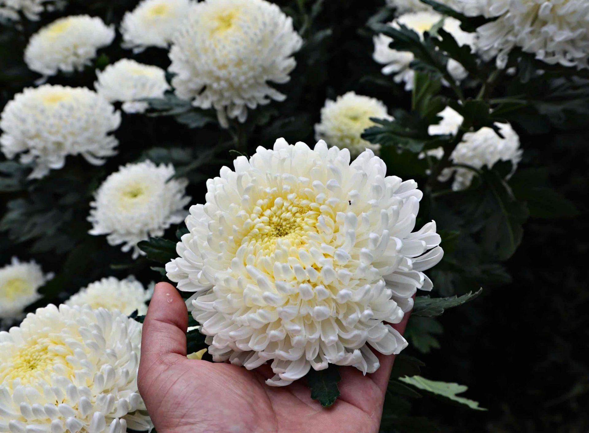 Những bông cúc mẫu đơn to tròn