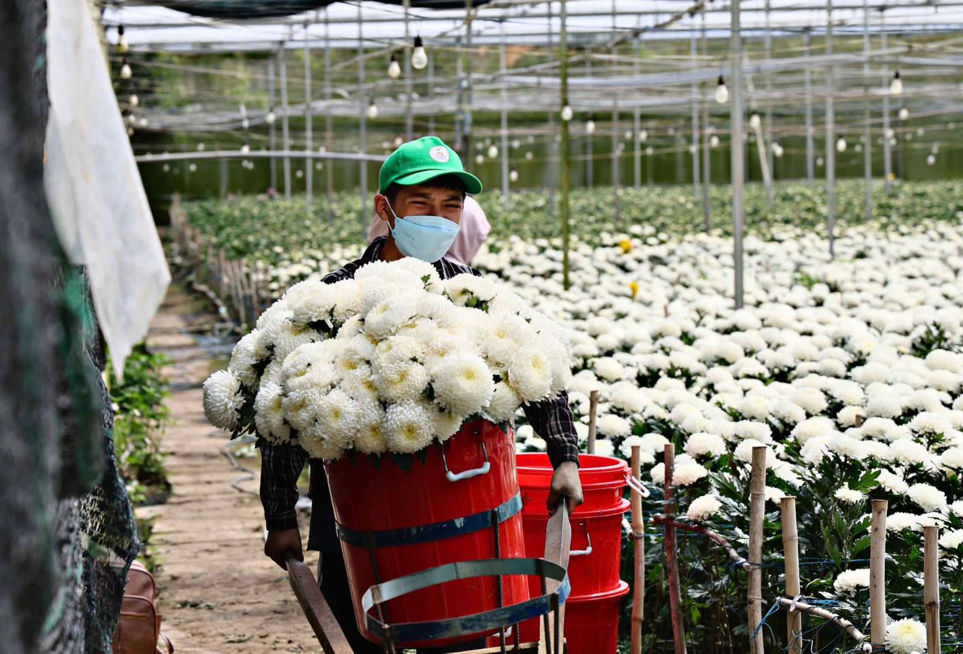 HTX sản xuất nông nghiệp Đạ K’Nàng là đơn vị tiên phong trong nông nghiệp ứng dụng công nghệ cao ở Đam Rông