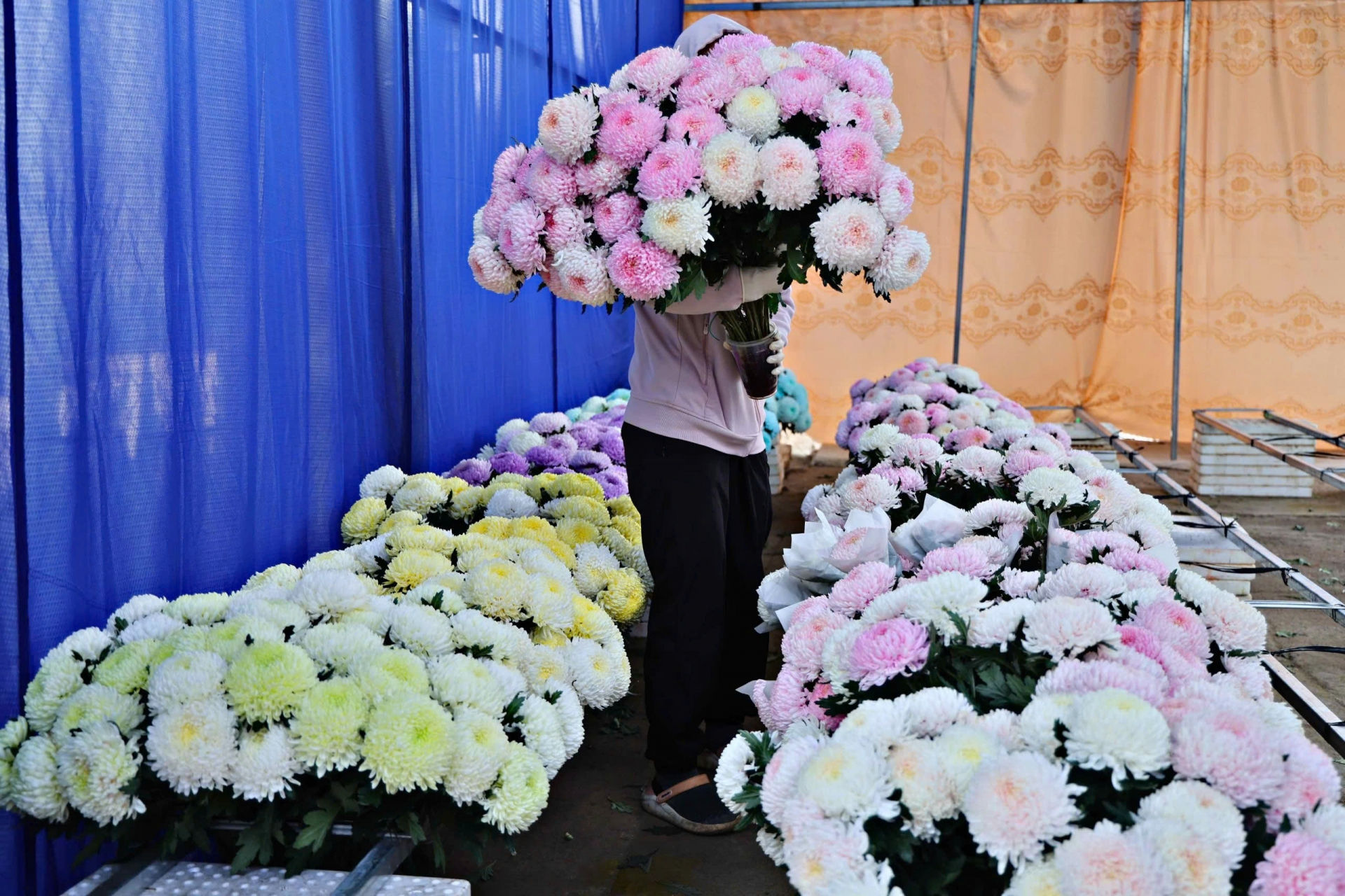 Cúc mẫu đơn nhuộm màu được thị trường ưa chuộng 