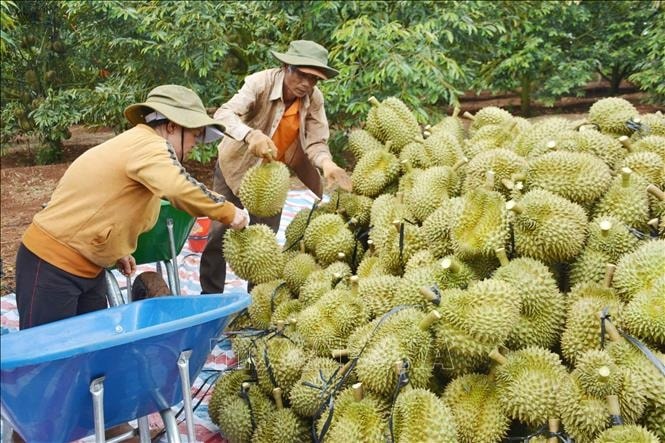 Giá sầu riêng hôm nay 304 Sầu riêng Ri6 và sầu riêng Thái tăng giá