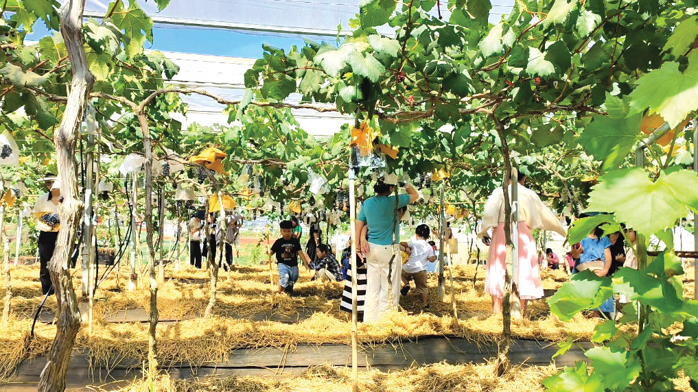Vườn nho Summer Black thu hút đông du khách tham quan, trải nghiệm. 