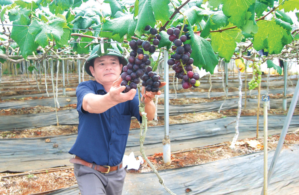 Anh Nguyễn Hữu Thành trong vườn nho đen không hạt thuộc Điểm du lịch canh nông Bồng Lai Farm