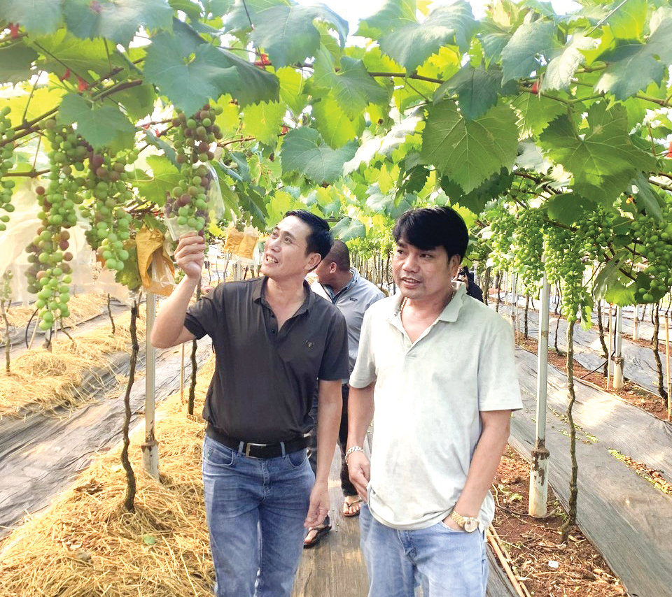 Khách tham quan vườn nho Summer Black của Nhật tại Bồng Lai Farm.