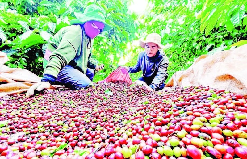 Phần lớn diện tích cà-phê xuất khẩu của tỉnh Gia Lai nằm ở