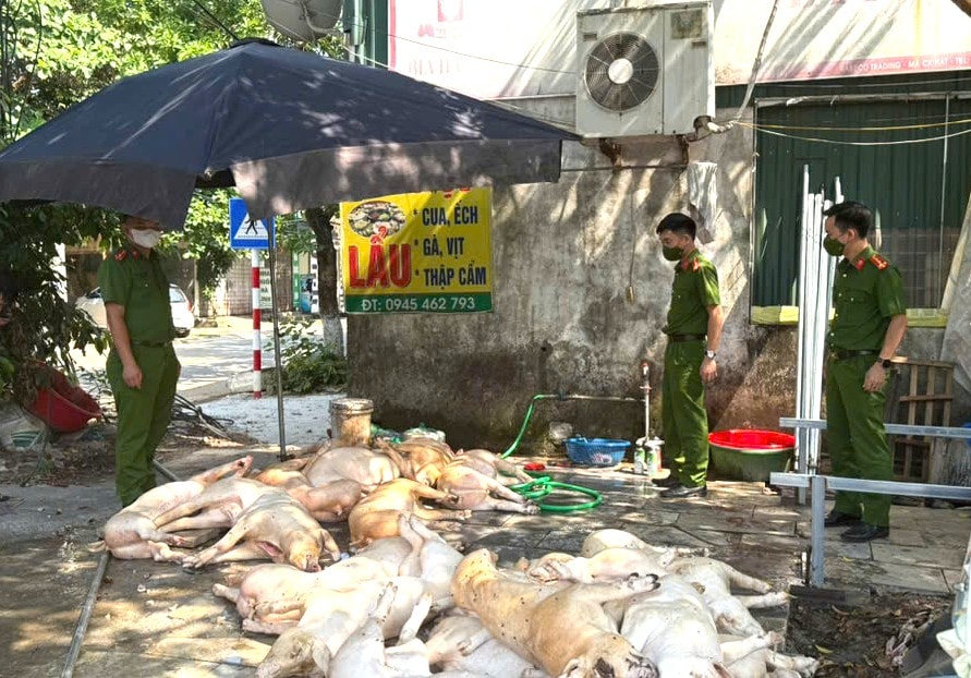 Số cá thể lợn không đảm bảo vệ sinh thú y đang được sơ chế chuẩn bị quay, nướng làm thực phẩm.