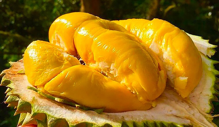 Giá sầu riêng hôm nay 135 Thị trường ổn định