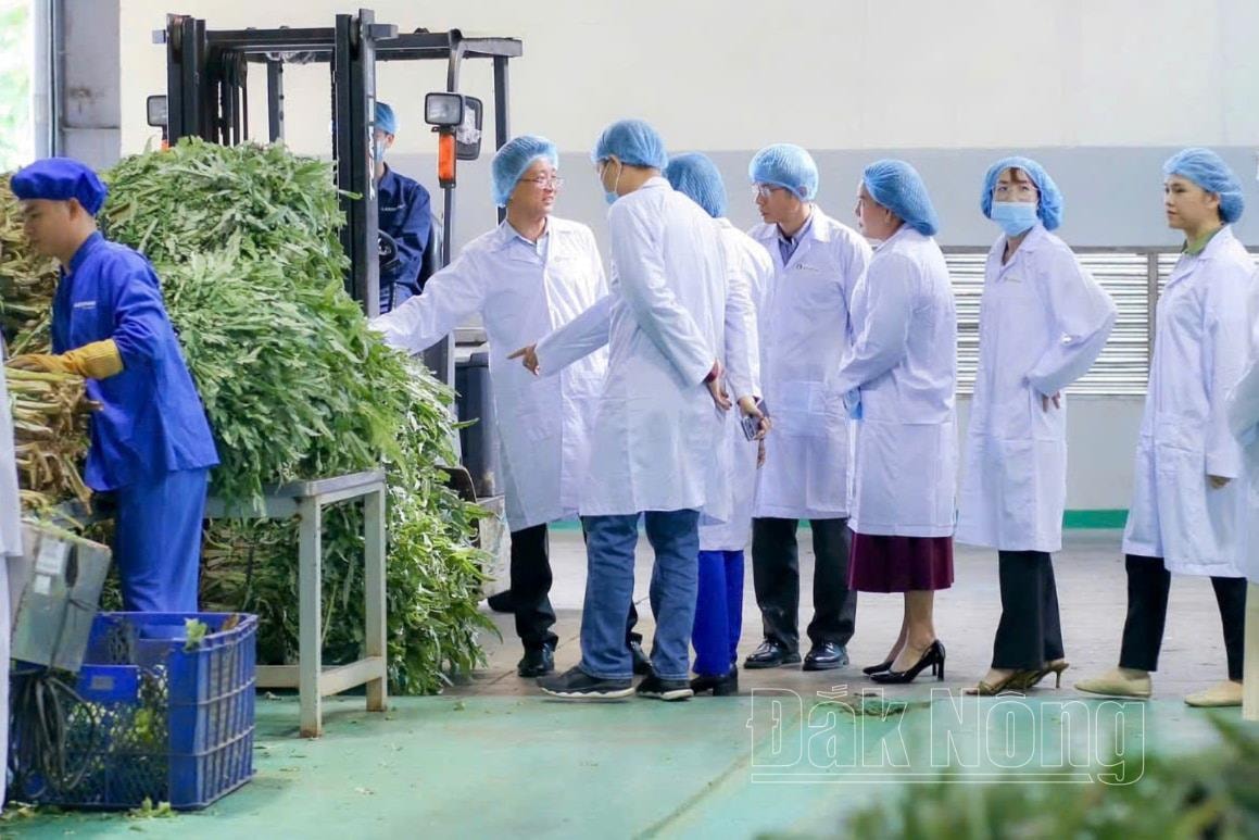 Đối tác tham quan quy trình sản xuất atiso đạt chuẩn Halal tại Công ty Cổ phần Dược Lâm Đồng