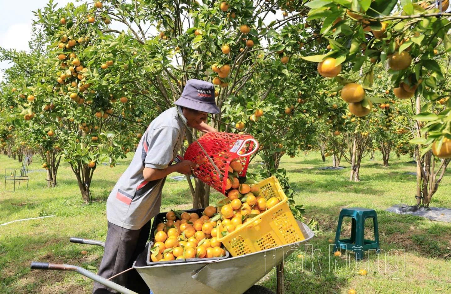 Ngành nông nghiệp Lâm Đồng tiếp tục mở rộng phạm vi, địa bàn ứng dụng các loại hình nông nghiệp hữu cơ
