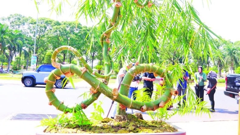 Gần 1.000 tác phẩm sinh vật cảnh trưng bày tại Buôn Ma Thuột ảnh 1