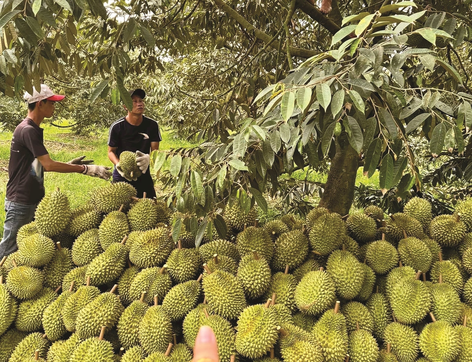 Giá sầu riêng hôm nay 165