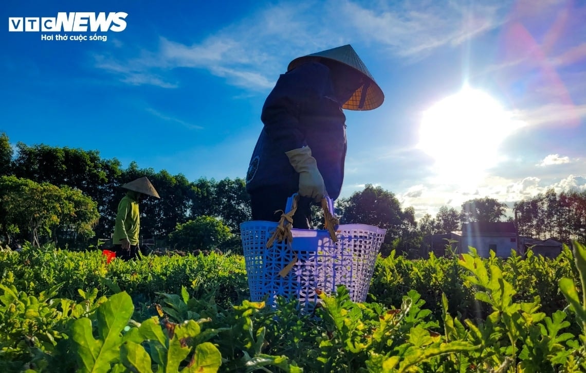 Ngày 19/5, miền Trung nắng nóng cục bộ. (Ảnh minh họa: Trọng Tùng)