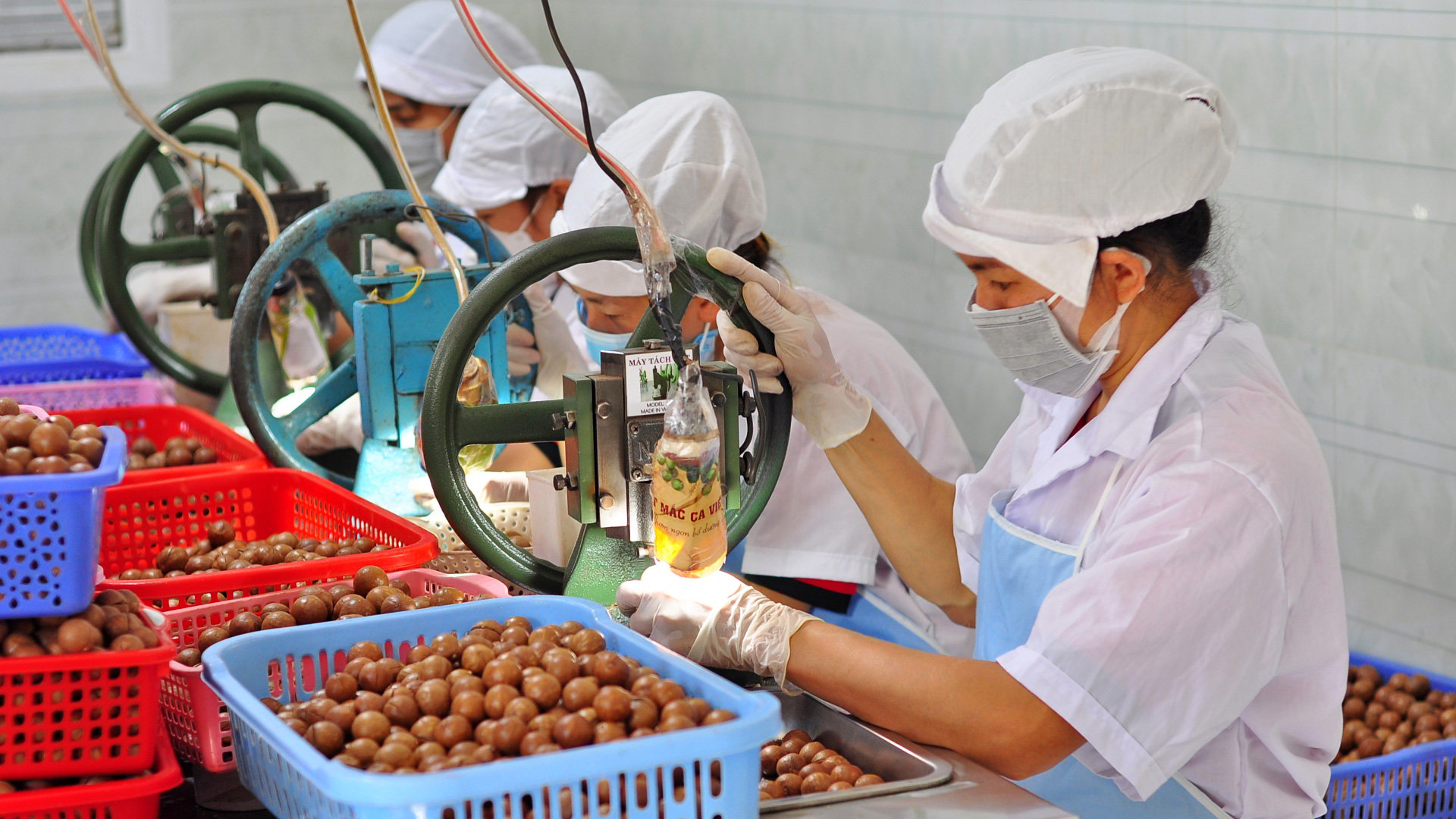 Mắc ca là 1 trong 4 sản phẩm nông nghiệp đặc trưng của huyện Di Linh được cấp giấy chứng nhận đăng ký nhãn hiệu